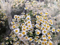 -循礼门鲜花花市(武汉循礼门店)