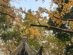 -秋霞圃