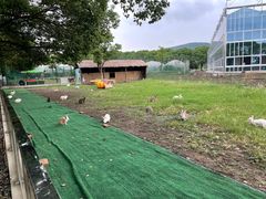 -苏州太湖西山岛开心农场