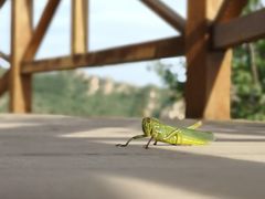 -大岭沟猕猴桃谷风景区