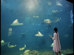 -上海海洋水族馆-停车场
