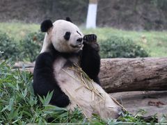 -都江堰中华大熊猫苑
