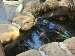 -后湖小院·乡野田园菜