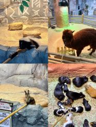 -Zoolung Zoolung动物主题公园(海信广场店)