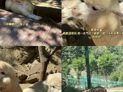 -栾川竹海野生动物园