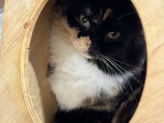 -楼上猫咖(罗湖店)