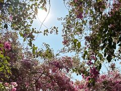 -深圳国际园林花卉博览园