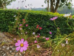 -广西壮族自治区药用植物园