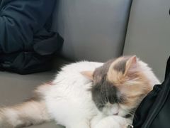 -喵园·猫主题咖啡厅·撸猫·猫咖(国贸店)