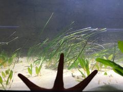 -悉尼海洋生物水族馆
