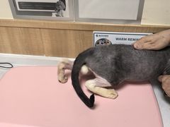 -瑞派宠物医院·24h·骨外科·皮肤科·全科宠物医疗转诊中心(沈阳浑南院)