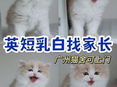 -lincat·猫舍(广州店)