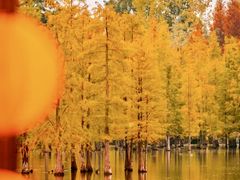 -白鹭湾湿地公园