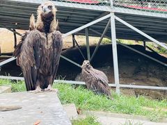-西霞口神雕山野生动物世界
