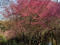 -杭州半山国家森林公园