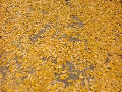 -Rabbit Cafe私房西餐甜点咖啡(栖霞路店)