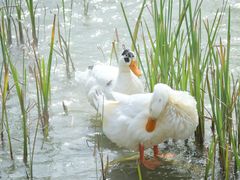 -武汉紫薇都市田园