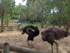 -大连森林动物园