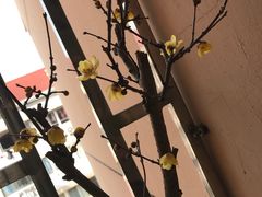 -双季花艺园艺市场(浦东店)