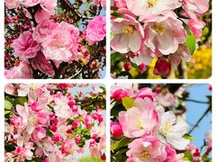 -海棠花溪(元大都城垣遗址公园)