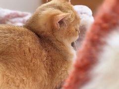 -猫腻·猫咖·撸猫馆(星光大道店)