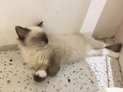 -猫域·湾主题猫咖·宠物吧(南坪城市广场店)