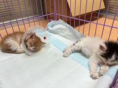 -宠颐生中康贝怡动物医院