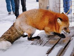 -宫城藏王狐狸村