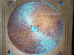 -上海昆虫博物馆