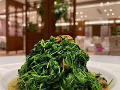 酒香金花菜-松鹤楼(狮山永利广场店)
