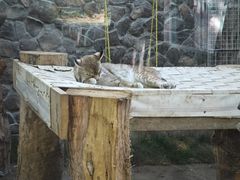 -青藏高原野生动物园