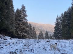 -武陵山森林公园