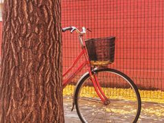 -三里屯东五街银杏大道