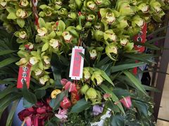 -溪岸路花鸟市场