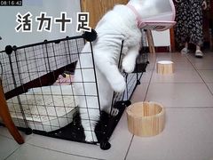 -凯特喵百思猫专科医院