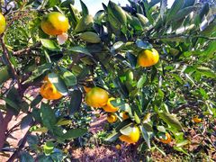 景点-上海长兴岛郊野公园