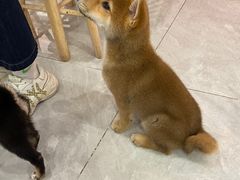 -柴犬小屋·柴餐厅·狗咖食堂(金鼎广场店)