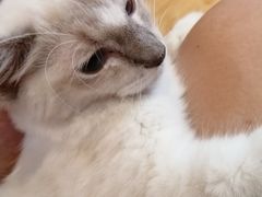 -万小咖.猫咖(中山路天虹店)