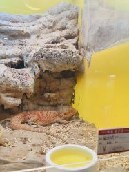 -神奇动物撸宠馆·羊驼·小浣熊·异宠(豫园店)