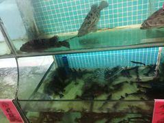 -南庄酒家·海鲜粤菜·25年老字号(环城南路店)