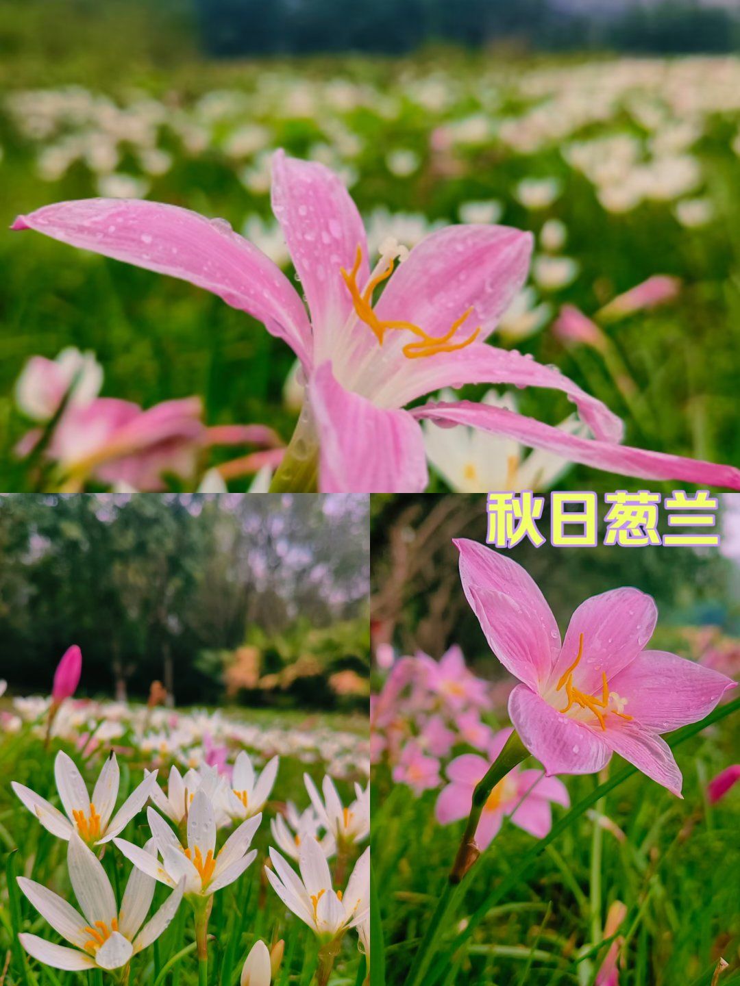 葱兰真的很美!谁懂?