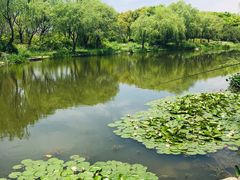 -新江湾城公园