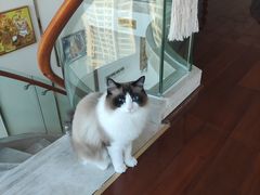 -Catmate·猫肥家润(金润铂宫店)