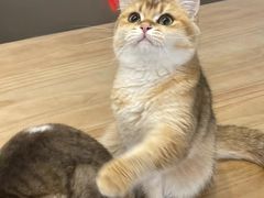 -有喵·猫咖·狗咖·30几只猫10只小狗(岗厦店)