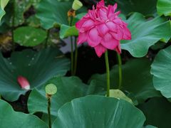 -荷塘月色湿地公园·向阳花洲
