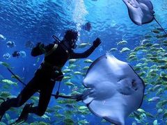 -烟台海昌鲸鲨海洋公园