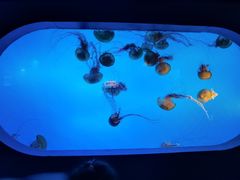 -太平洋海底世界