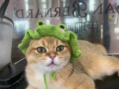 -车接车送·寄养洗护·德文猫舍(大宁店)