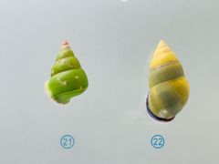 -青岛贝壳博物馆