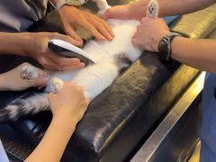 -御宝贝·A梦猫科宠物医院(国际猫友好医院)
